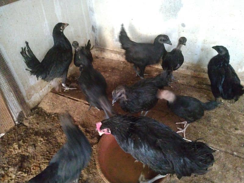 Australorp chicks/hens/ayam cemani roosters 1