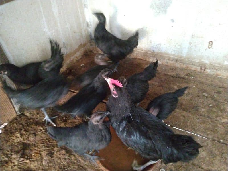 Australorp chicks/hens/ayam cemani roosters 2