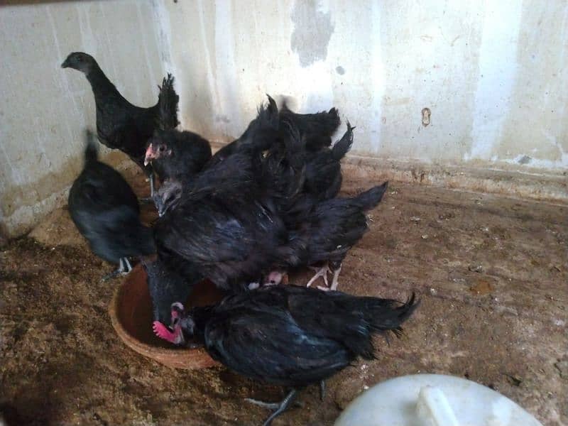 Australorp chicks/hens/ayam cemani roosters 3