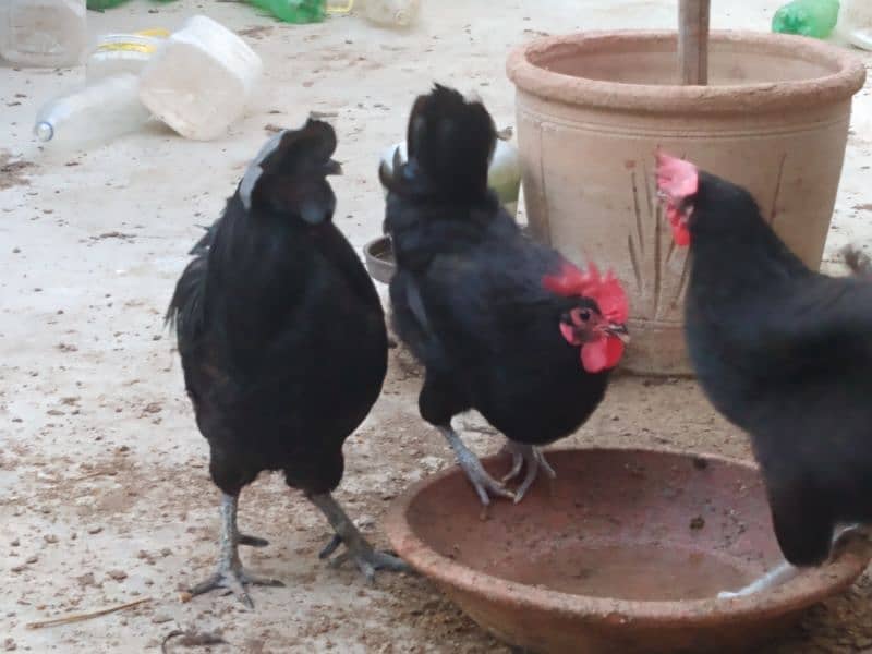 Australorp chicks/hens/ayam cemani roosters 4