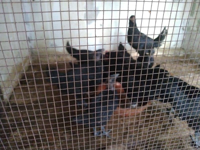 Australorp chicks/hens/ayam cemani roosters 5