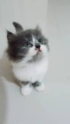 Persian Kitten Looking To New Home