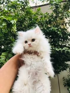 Fluffy Semi Punch Kitten
