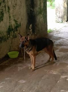 GSD Female up for exchange