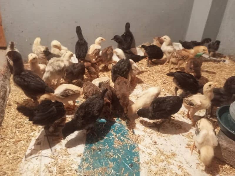 Aseel hen chicks 25 days old 9