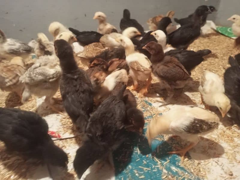 Aseel hen chicks 25 days old 8