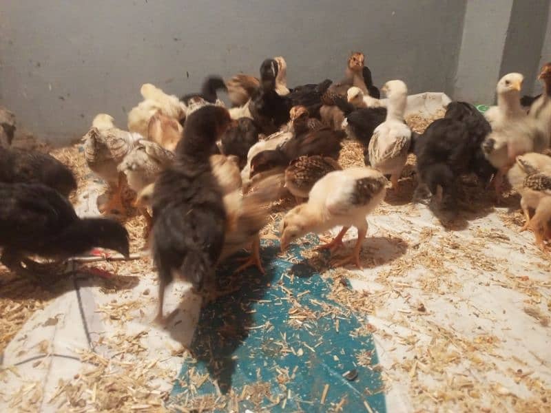 Aseel hen chicks 25 days old 7
