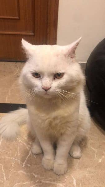 white cat for sale 2 years old 4
