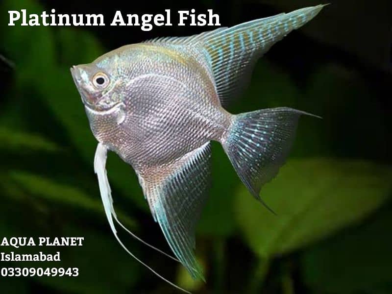 Beautiful Aquarium Fishes 3