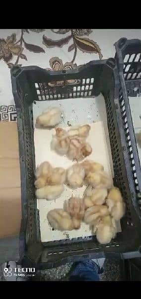 Golden Misri | RIR Chicks | Australorp chicks 2