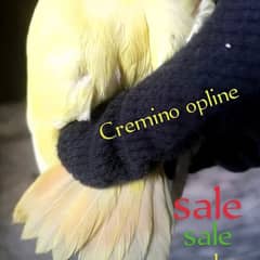 Creamino opline love bird