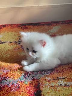 Persian Kitten ( Breed: A+++) For sale