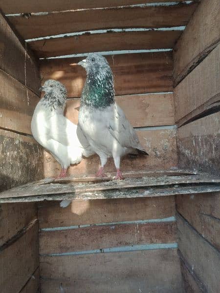 pigeon pair sylkoti 1