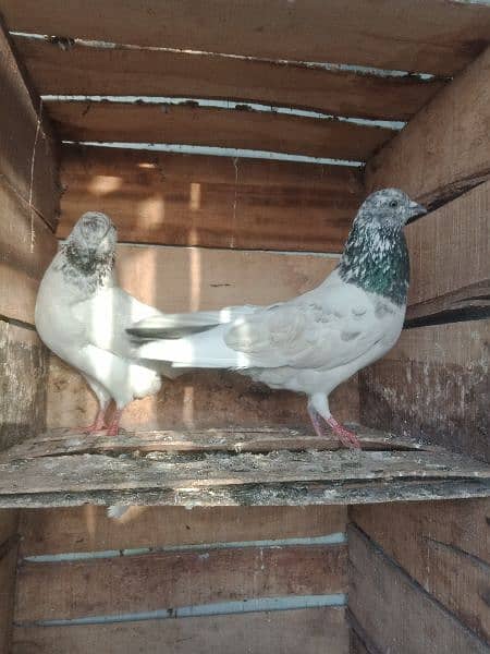 pigeon pair sylkoti 2