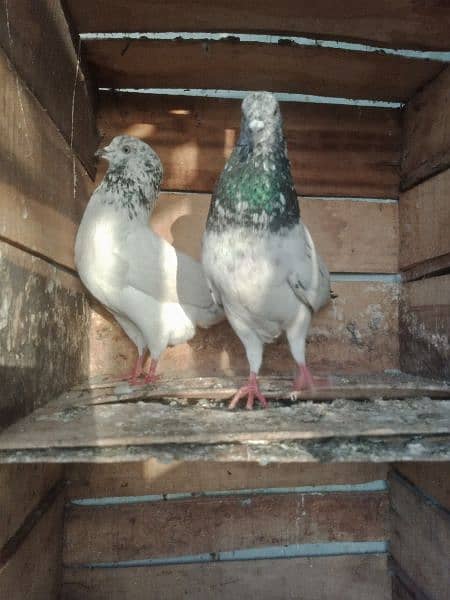 pigeon pair sylkoti 4