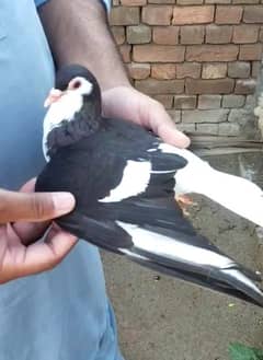 1 breeder  pair black shirazi pigeon for sale
