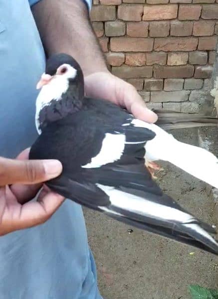 1 breeder  pair black shirazi pigeon for sale 0