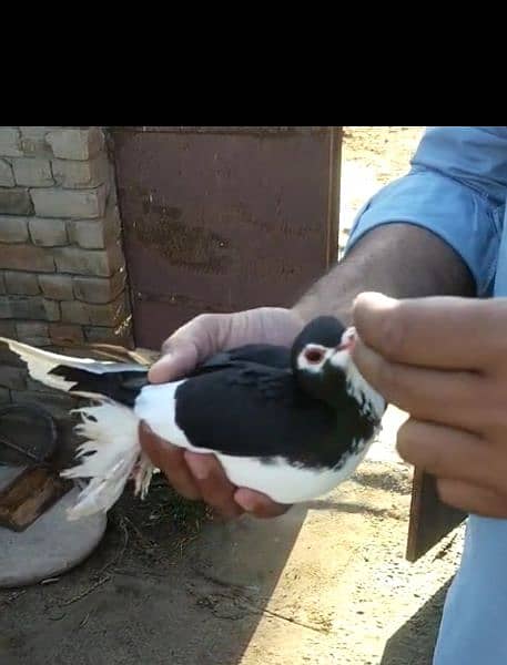1 breeder  pair black shirazi pigeon for sale 1