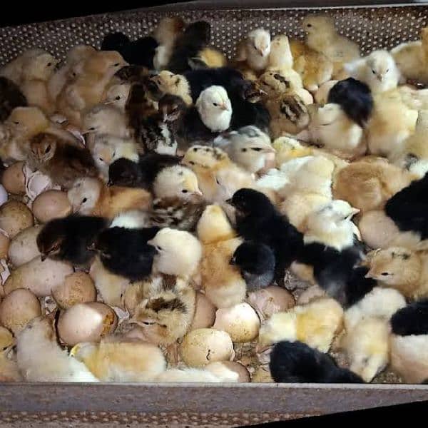 Golden Misri | RIR Chicks | Australorp chicks 1