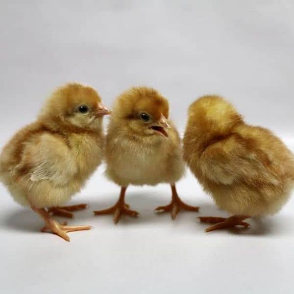 Golden Misri | RIR Chicks | Australorp chicks 3