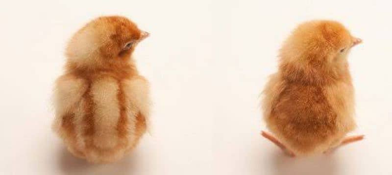 Golden Misri | RIR Chicks | Australorp chicks 4
