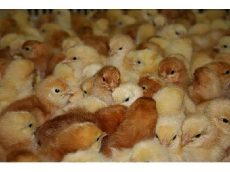 Golden Misri | RIR Chicks | Australorp chicks 5