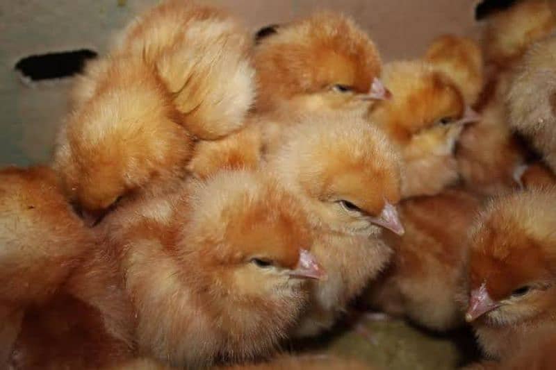 Golden Misri | RIR Chicks | Australorp chicks 6