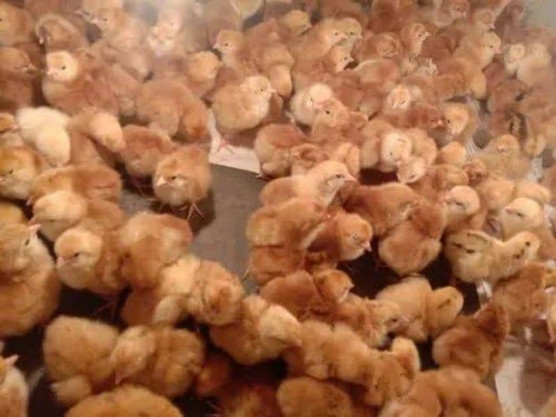 Golden Misri | RIR Chicks | Australorp chicks 7