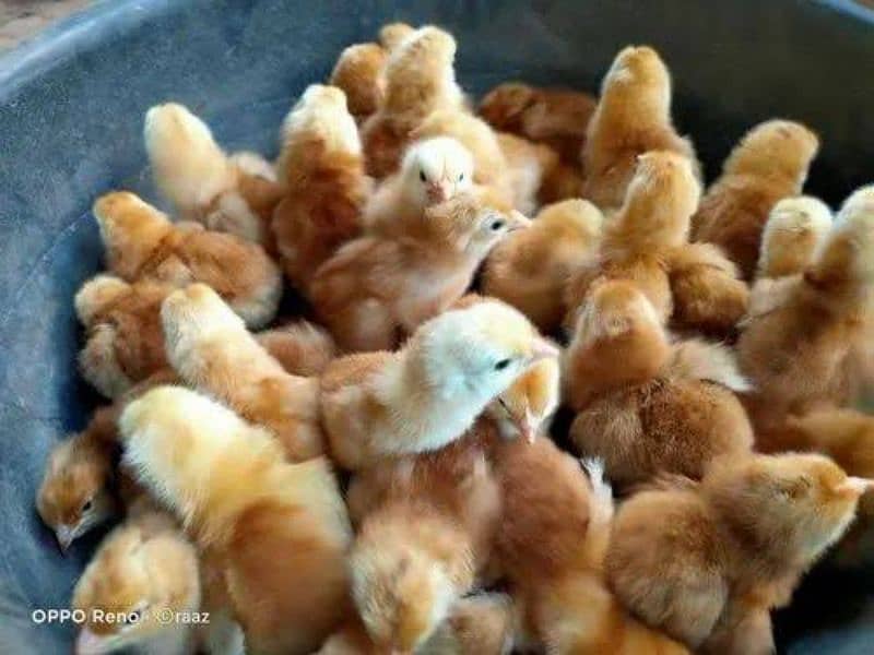 Golden Misri | RIR Chicks | Australorp chicks 8