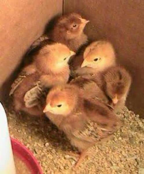 Golden Misri | RIR Chicks | Australorp chicks 9