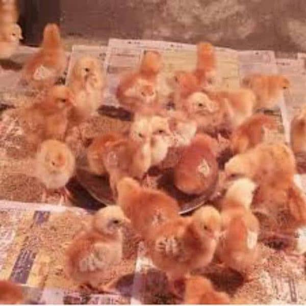 Golden Misri | RIR Chicks | Australorp chicks 10