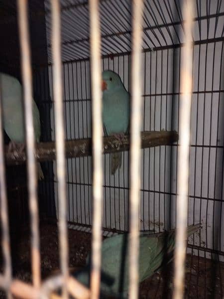 blue ringneck self pieces and grey chicks available 3