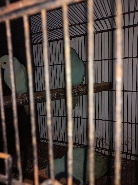 blue ringneck self pieces and grey chicks available 4