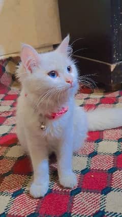 Persian female cat 0