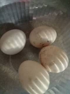 paper white heera aseel egg 100% fertile 600per piece final 0