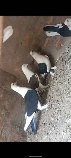 Multani pigeon