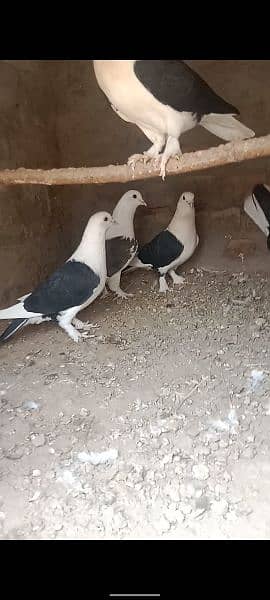 Multani pigeon 1