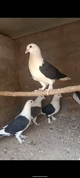 Multani pigeon 2