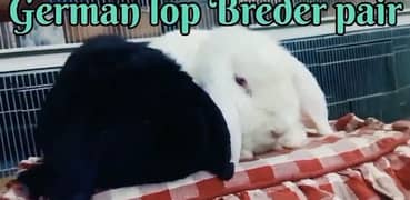 Holland loops Rabbits