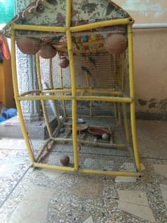 parrots with cage