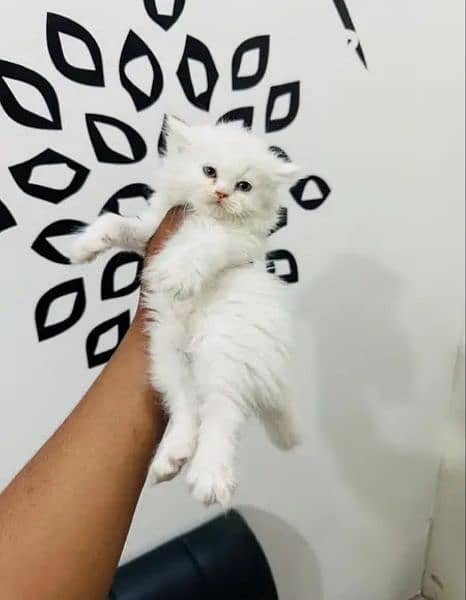 Persian Kitten male 0