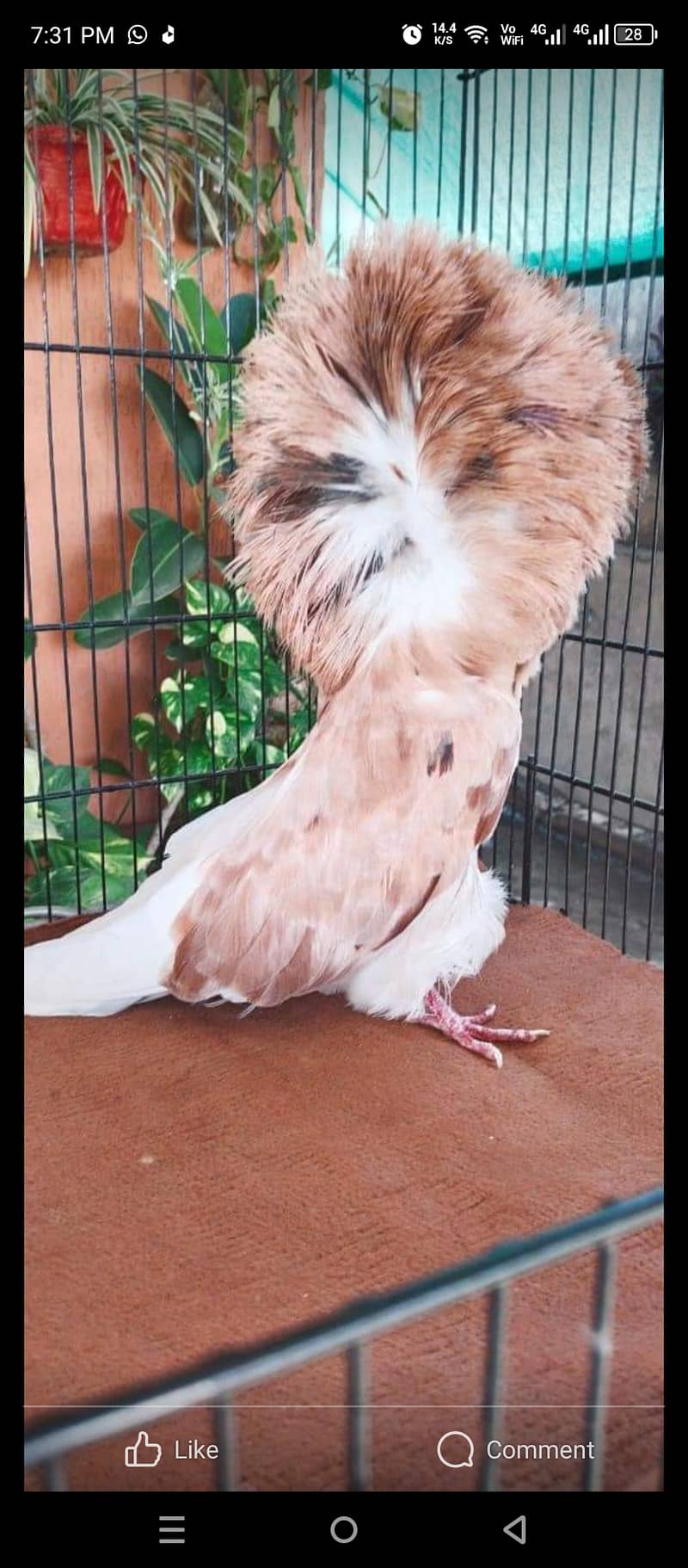 Fancy pigeons 0