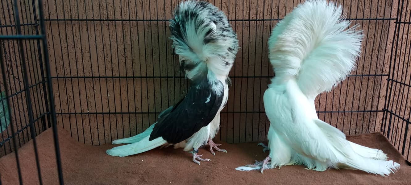 Fancy pigeons 3