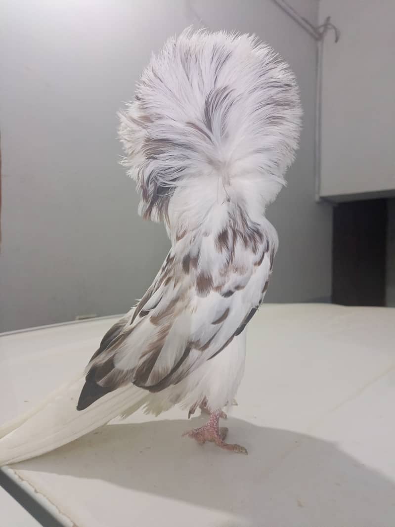 Fancy pigeons 5