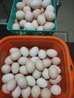 Organic and Desi Fertile Eggs