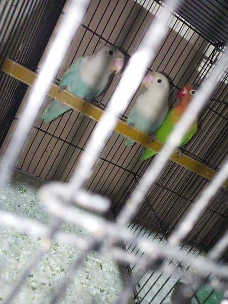Java pair And single male female for sel 3