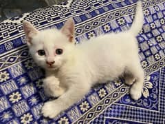 Persian White Male & Female Cat Baby's 0