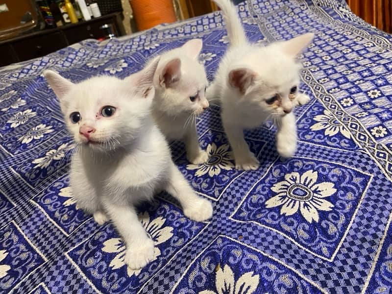 Persian White Male & Female Cat Baby's 1