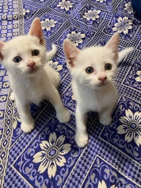 Persian White Male & Female Cat Baby's 2