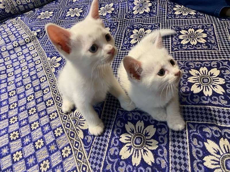 Persian White Male & Female Cat Baby's 3